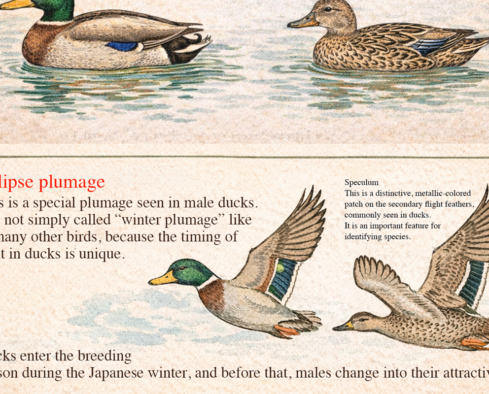 Cmonchan looking up the word duck in a dictionary